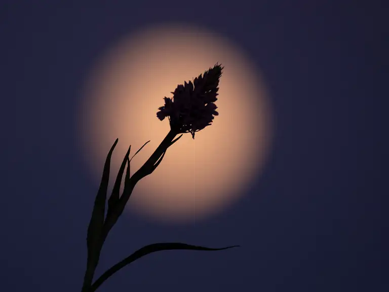 Dark Sky over orkide ved Høje Møn